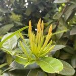 Ixora chinensis Blüte