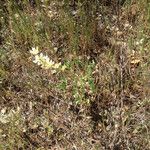 Lupinus densiflorus Plante entière