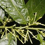 Cestrum microcalyx Floare