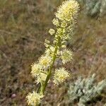 Toxicoscordion paniculatum Flower