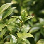 Sarcococca pruniformis Fuelha