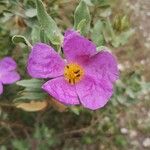 Cistus crispusKwiat