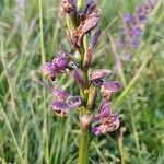 Anacamptis morioCvet