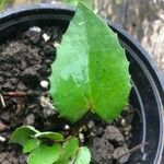 Mahonia aquifolium Hoja