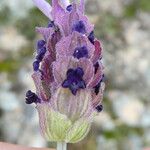 Lavandula pedunculata Flor