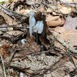 Monotropa unifloraVirág