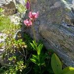 Lilium martagon موطن