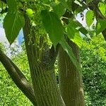 Acer capillipes Folha