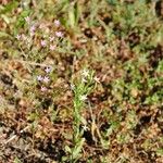 Centaurium tenuiflorum Blomma