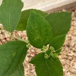 Viburnum sieboldii Leaf