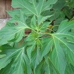 Tithonia diversifolia Foglia