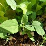 Chenopodium quinoa Лист