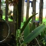 Bulbophyllum alinae Leaf