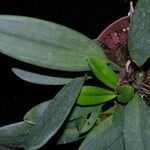 Maxillaria confusa Otro