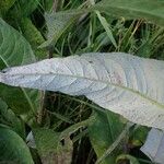 Cirsium heterophyllum Leaf