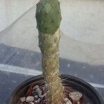 Opuntia fragilisHostoa