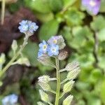 Myosotis arvensis Kwiat