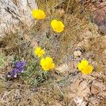 Eschscholzia parishii Flower