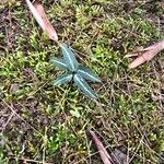 Chimaphila maculata Hoja