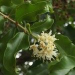 Galpinia transvaalica Flower