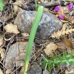 Allium subhirsutum Leaf