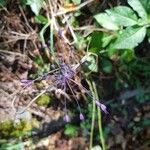 Allium carinatum Fiore