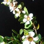 Leptospermum laevigatum Blüte