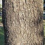 Swietenia macrophylla چھال