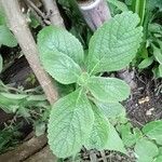 Coleus barbatus Leaf