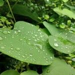 Cissampelos pareira Leaf