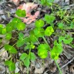 Euphorbia stricta Blad