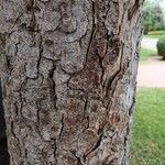 Aesculus hippocastanum Bark