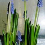 Muscari botryoides برگ