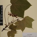 Acer caesium Muu