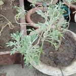 Artemisia absinthium Liść