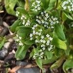 Valerianella locusta 花