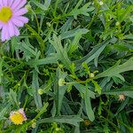 Brachyscome iberidifolia Leaf