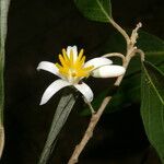Styrax argenteus Maua