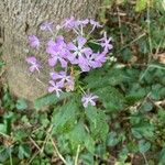 Phlox divaricataFlower