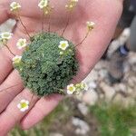 Saxifraga squarrosa Blodyn