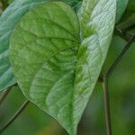 Ipomoea tiliacea Fuelha