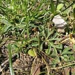 Anemone hortensis Leaf