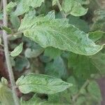 Solanum pimpinellifolium Blad