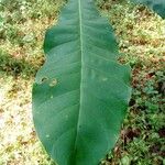 Anthocleista schweinfurthii पत्ता