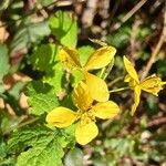 Chelidonium majus Floare