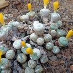 Conophytum truncatum Habit