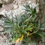 Echium decaisnei Leaf