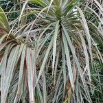 Dracaena reflexaLeaf