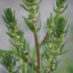 Bassia hyssopifolia 果
