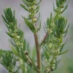 Bassia hyssopifolia Frugt